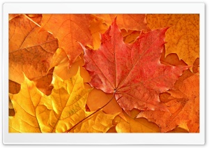 Oak Leaves Ultra HD Wallpaper for 4K UHD Widescreen desktop, tablet & smartphone