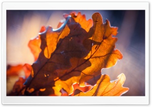 Oak Leaves, Autumn Ultra HD Wallpaper for 4K UHD Widescreen desktop, tablet & smartphone