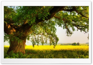 Oak Tree Ultra HD Wallpaper for 4K UHD Widescreen desktop, tablet & smartphone