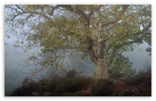 Oak Tree Early Autumn Fog UltraHD Wallpaper for UHD 16:9 ; HD 16:9 ; UltraWide 21:9 24:10 32:9 32:10 ; Widescreen 16:10 ; Tablet 1:1 ; Dual 16:10 16:9 ;