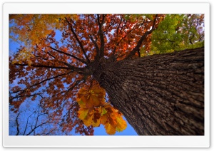 Oak Tree HDR Autumn Ultra HD Wallpaper for 4K UHD Widescreen desktop, tablet & smartphone