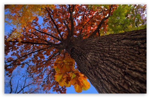 Oak Tree HDR Autumn UltraHD Wallpaper for UHD 16:9 2160p 1440p 1080p 900p 720p ; 8K UHD TV 16:9 Ultra High Definition 2160p 1440p 1080p 900p 720p ; Widescreen 16:10 5:3 WHXGA WQXGA WUXGA WXGA WGA ; Fullscreen 4:3 5:4 3:2 UXGA XGA SVGA QSXGA SXGA DVGA HVGA HQVGA ( Apple PowerBook G4 iPhone 4 3G 3GS iPod Touch ) ; Tablet 1:1 ; Mobile 3:5 3:4 - ;