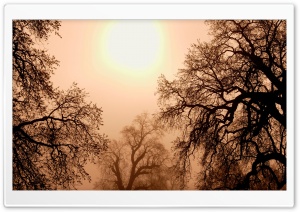 Oak Trees In Morning Mist California Ultra HD Wallpaper for 4K UHD Widescreen Desktop, Lockscreen, Screensaver, TV, Tablet, Smartphone