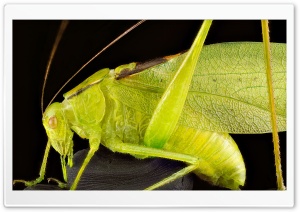 Oblong Winged Katydid Green Morph Grasshopper Ultra HD Wallpaper for 4K UHD Widescreen desktop, tablet & smartphone