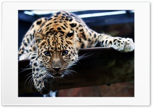 oboi leopard Ultra HD Wallpaper for 4K UHD Widescreen Desktop, Lockscreen, Screensaver, TV, Tablet, Smartphone