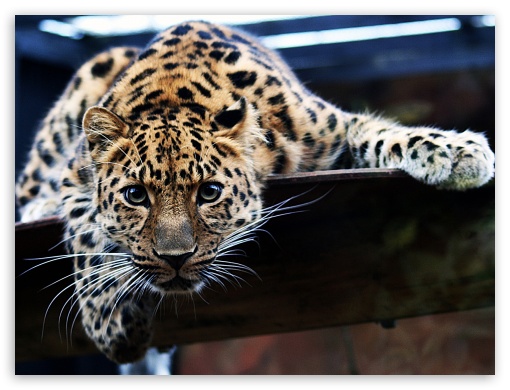 oboi leopard UltraHD Wallpaper for Fullscreen 4:3 ;