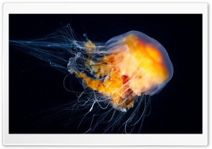 Ocean Jellyfish Ultra HD Wallpaper for 4K UHD Widescreen desktop, tablet & smartphone