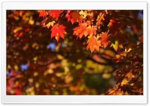 October in Japan Ultra HD Wallpaper for 4K UHD Widescreen desktop, tablet & smartphone