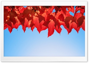 October Leaves Ultra HD Wallpaper for 4K UHD Widescreen desktop, tablet & smartphone