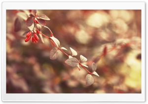 October Red Fruits Ultra HD Wallpaper for 4K UHD Widescreen desktop, tablet & smartphone
