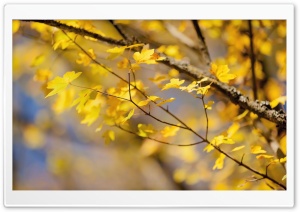 October Yellow Leaves Ultra HD Wallpaper for 4K UHD Widescreen desktop, tablet & smartphone