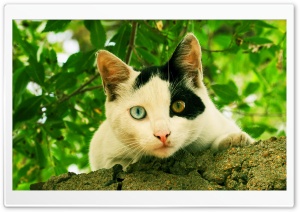 Odd-eyed Cat Ultra HD Wallpaper for 4K UHD Widescreen desktop, tablet & smartphone