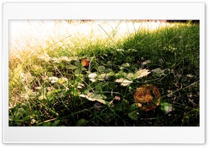 Odlesk Trvy 4K UHD Wallpaper for Widescreen and UltraWide Desktop, UltraHD TV, Smartphone, Tablet