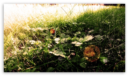 Odlesk Trvy UltraHD Wallpaper for HD 16:9 ;