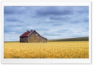 Old Barn in Wheat Field, Oregon, US 4K UHD Wallpaper for Widescreen and UltraWide Desktop, UltraHD TV, Smartphone, Tablet