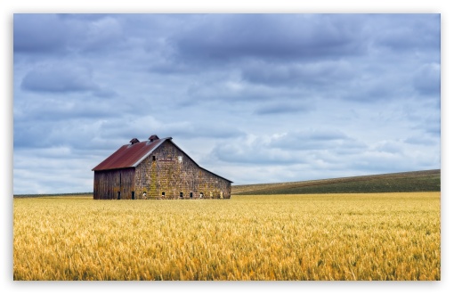 Old Barn in Wheat Field, Oregon, US UltraHD Wallpaper for UHD 16:9 ; HD 16:9 ; UltraWide 21:9 24:10 32:9 32:10 ; Widescreen 16:10 ; Fullscreen 3:2 ; Tablet 1:1 ; Mobile 9:16 ; Dual 16:10 16:9 ;