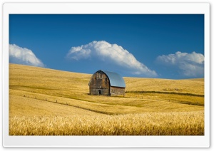 Old Barn, Summer Wheat Field, Idaho, US 4K UHD Wallpaper for Widescreen and UltraWide Desktop, UltraHD TV, Smartphone, Tablet