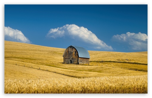 Old Barn, Summer Wheat Field, Idaho, US UltraHD Wallpaper for UHD 16:9 ; HD 16:9 ; UltraWide 21:9 24:10 32:9 32:10 ; Widescreen 16:10 ; Tablet 1:1 ; Mobile 9:16 9:19.5 9:20 9:21 9:22 ; Dual 16:10 16:9 ;