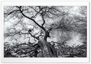 Old Fallen Tree Black and White, Nature Photography Ultra HD Wallpaper for 4K UHD Widescreen desktop, tablet & smartphone