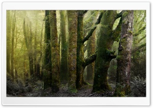 Old Forest Covered In Moss Ultra HD Wallpaper for 4K UHD Widescreen desktop, tablet & smartphone