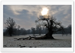 Old Tree, Winter Ultra HD Wallpaper for 4K UHD Widescreen desktop, tablet & smartphone