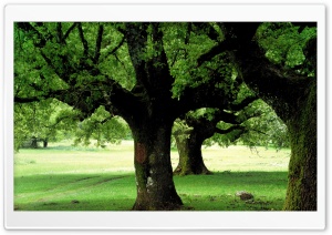Old Trees, Spring Ultra HD Wallpaper for 4K UHD Widescreen desktop, tablet & smartphone