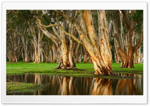 Old Trees Swamp Ultra HD Wallpaper for 4K UHD Widescreen desktop, tablet & smartphone