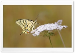 Old World Swallowtail Butterfly Macro 4K UHD Wallpaper for Widescreen and UltraWide Desktop, UltraHD TV, Smartphone, Tablet
