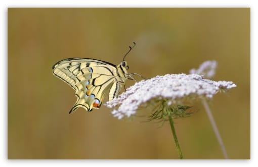Old World Swallowtail Butterfly Macro UltraHD Wallpaper for UHD 16:9 ; HD 16:9 ; UltraWide 21:9 24:10 32:9 32:10 ; Widescreen 16:10 ; Fullscreen 3:2 ; Tablet 1:1 ; Dual 16:10 16:9 ;