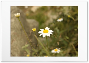 Omid Abdolahpor Flowers Ultra HD Wallpaper for 4K UHD Widescreen desktop, tablet & smartphone