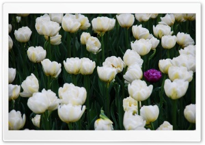 One Purple Tulip In A Full Field Of White Ones Ultra HD Wallpaper for 4K UHD Widescreen desktop, tablet & smartphone