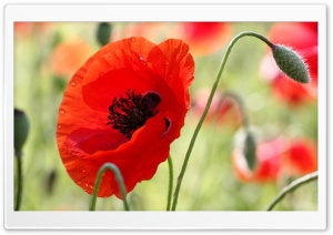 One Red Poppy Ultra HD Wallpaper for 4K UHD Widescreen desktop, tablet & smartphone