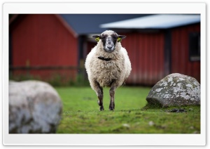 One Sheep Ultra HD Wallpaper for 4K UHD Widescreen desktop, tablet & smartphone