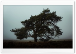 One Tree, Fog, Landscape, Gloomy Ultra HD Wallpaper for 4K UHD Widescreen desktop, tablet & smartphone