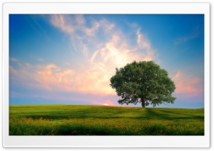 One Tree Hill Ultra HD Wallpaper for 4K UHD Widescreen desktop, tablet & smartphone