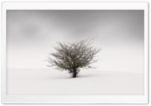 One Tree in the Middle of a Snow Field Ultra HD Wallpaper for 4K UHD Widescreen desktop, tablet & smartphone