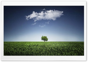 One Tree, One Cloud Ultra HD Wallpaper for 4K UHD Widescreen desktop, tablet & smartphone