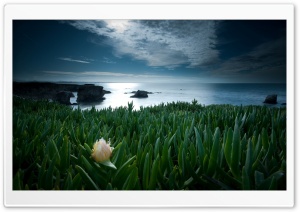 Only Flower In The World Ultra HD Wallpaper for 4K UHD Widescreen desktop, tablet & smartphone