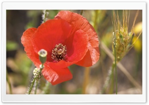 Open Poppy Flower Ultra HD Wallpaper for 4K UHD Widescreen desktop, tablet & smartphone