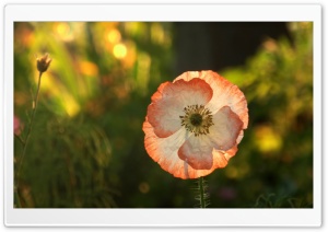 Opened Poppy Ultra HD Wallpaper for 4K UHD Widescreen desktop, tablet & smartphone
