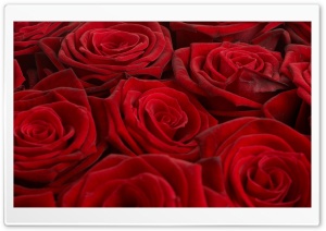 Opened Red Roses Ultra HD Wallpaper for 4K UHD Widescreen desktop, tablet & smartphone