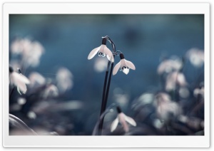 Opened Snowdrops Ultra HD Wallpaper for 4K UHD Widescreen desktop, tablet & smartphone