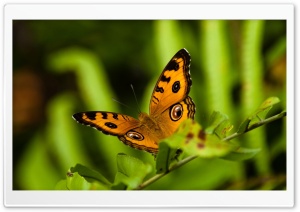 Orange And Black Butterfly Ultra HD Wallpaper for 4K UHD Widescreen desktop, tablet & smartphone