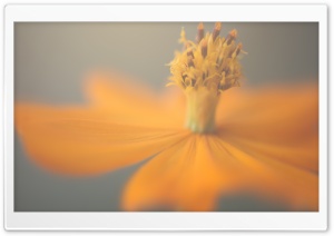Orange And Yellow Cosmos Flower Ultra HD Wallpaper for 4K UHD Widescreen desktop, tablet & smartphone