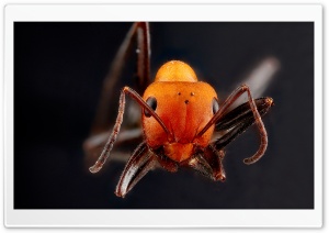 Orange Ant Macro Ultra HD Wallpaper for 4K UHD Widescreen desktop, tablet & smartphone