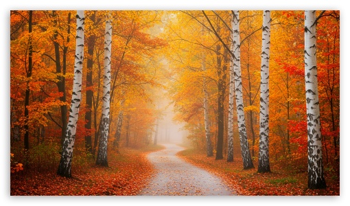 Orange Aspen Trees, Forest, Autumn UltraHD Wallpaper for HD 16:9 ;