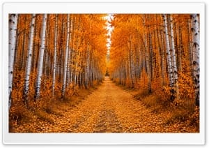 Orange Autumn Aspen Forest Path 4K UHD Wallpaper for Widescreen and UltraWide Desktop, UltraHD TV, Smartphone, Tablet