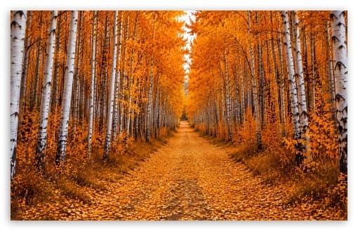 Orange Autumn Aspen Forest Path UltraHD Wallpaper for UHD 16:9 ; HD 16:9 ; UltraWide 21:9 24:10 32:9 32:10 ; Widescreen 16:10 ; Tablet 1:1 ; Mobile 9:16 9:19.5 9:20 9:21 9:22 ; Dual 16:10 16:9 ;