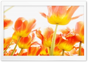 Orange Beautiful Bright Flowers Ultra HD Wallpaper for 4K UHD Widescreen desktop, tablet & smartphone