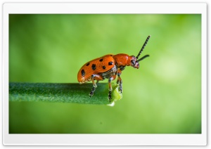 Orange Beetle, Green Background, Macro Ultra HD Wallpaper for 4K UHD Widescreen desktop, tablet & smartphone
